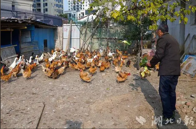 武漢養(yǎng)雞第一鎮(zhèn)開辟新藍(lán)海 升級(jí)寵物經(jīng)濟(jì)產(chǎn)業(yè)鏈與飼料原料銷售